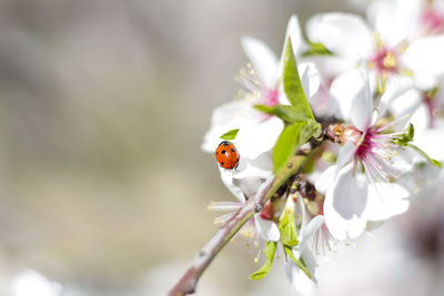 Close-up of ladybug on cherry blossom