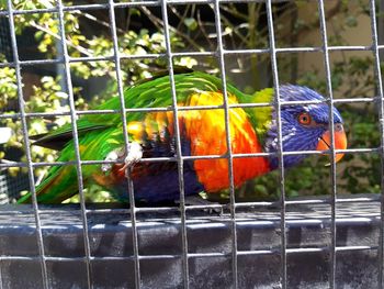 Close-up of parrot in cage