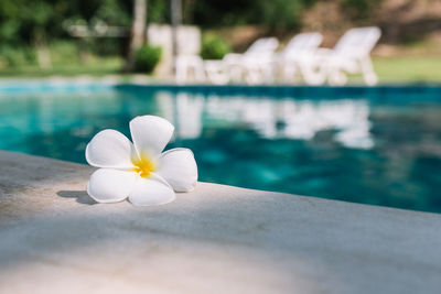 Close-up of white flower in swimming pool