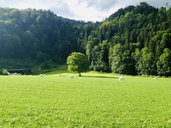 Scenic view of golf course against sky