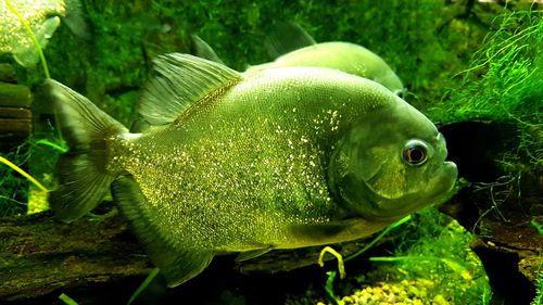 Close-up of fish in aquarium