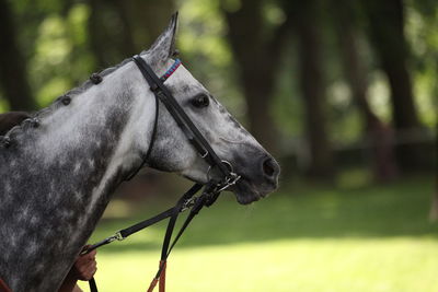 Close-up of a horse on a field