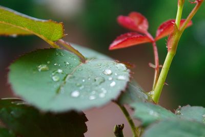 Close-up of wet plant leaves