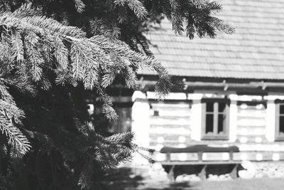 Close-up of tree by building during winter