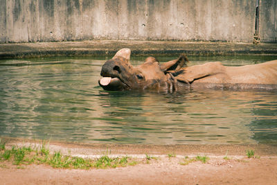 Rhinoceros in water