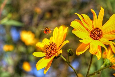 Close-up of insect on yellow flower