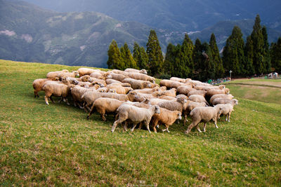 Flock of sheep walking on grassy field