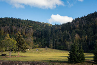 Trees on field against sky