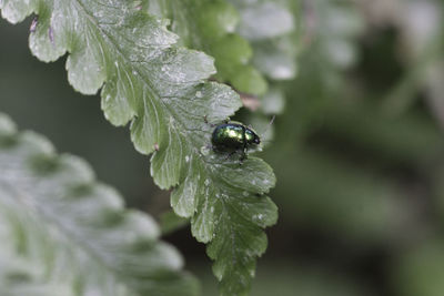 Close-up of insect on leaf