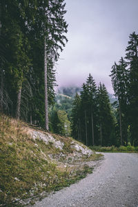 Road amidst trees in forest against sky