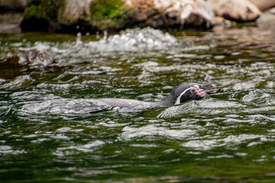 Duck swimming in lake