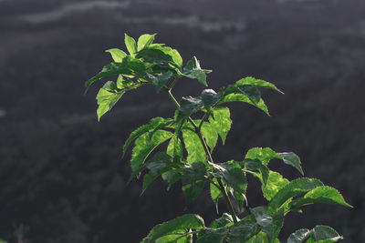 Close-up of fresh green plant