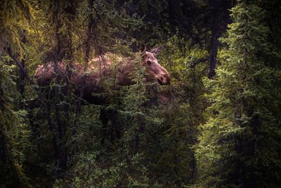 View of deer in forest