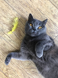 Portrait of black cat