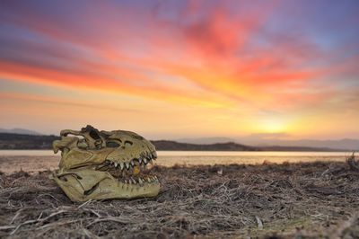 Close-up of animal skull on shore at beach against sky during sunset