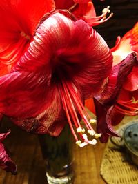 Close-up of red hibiscus blooming outdoors