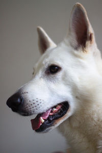 Close-up of dog looking away