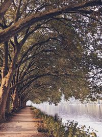 Walkway amidst trees against sky