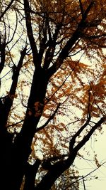 Low angle view of bare trees against sky