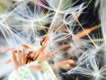 Close-up of dandelion growing outdoors