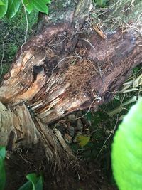 High angle view of dead tree in field