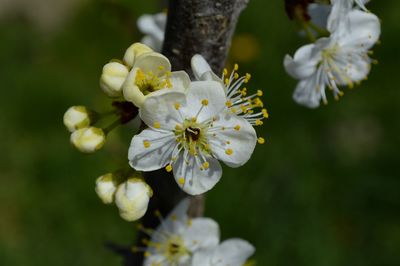 Close-up of apple blossoms in spring