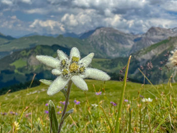 nature
