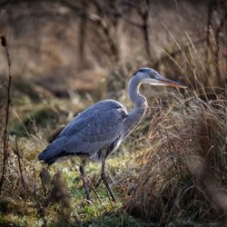 Close-up of heron perching on field