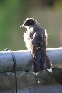 Close-up of bird perching on wooden post