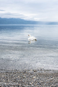 View of swan on beach