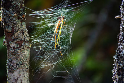 Close-up of spider web on tree trunk
