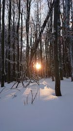 Trees on snow covered landscape during winter