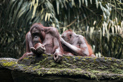 Old orangutan looking for lice from his friend's body on the big stone