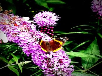 Close-up of butterfly pollinating on purple flower