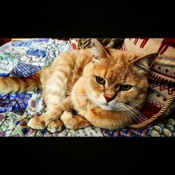 Close-up of cat