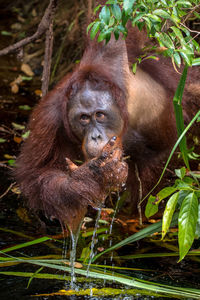Monkey in a forest