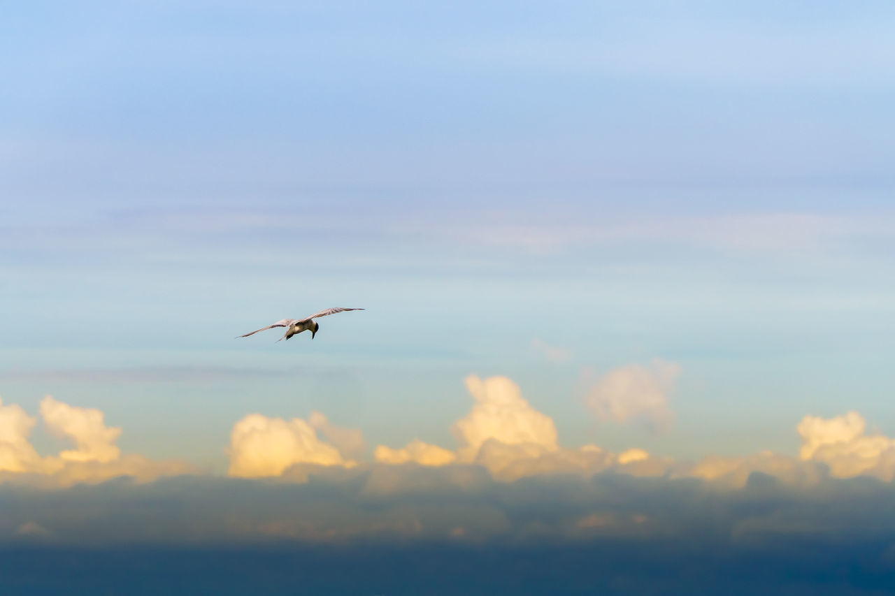 LOW ANGLE VIEW OF BIRD FLYING