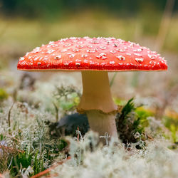 Close-up of fly agaric mushroom on field