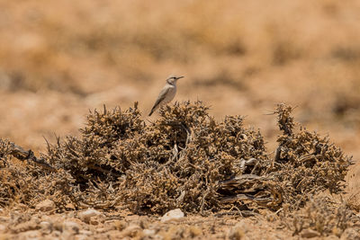 Bird perching on plants