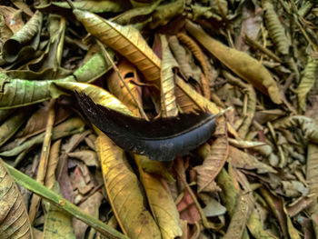 High angle view of lizard on dry leaves