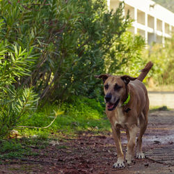 Portrait of dog on plant