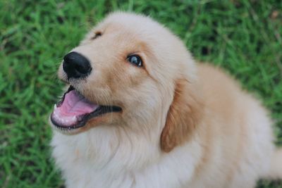 Close-up of dog looking away