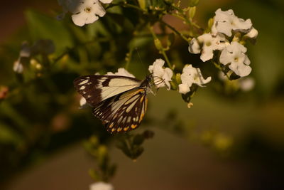 Close-up of butterfly on flower