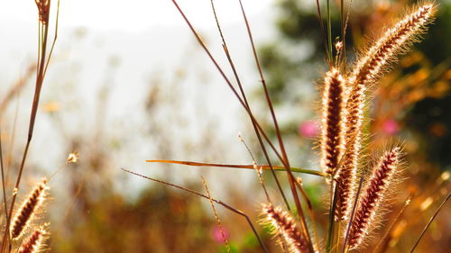 Close-up of plant against blurred background