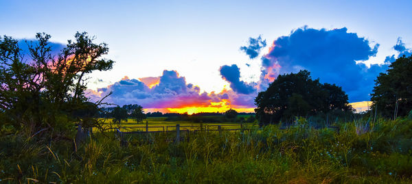 Panoramic shot of trees on field against sky