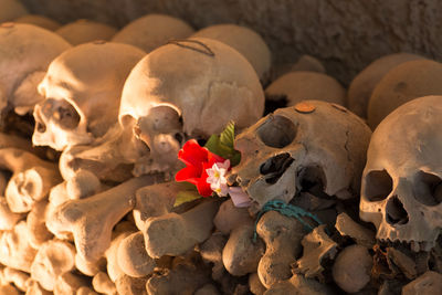 Flowers on skulls in catacombs