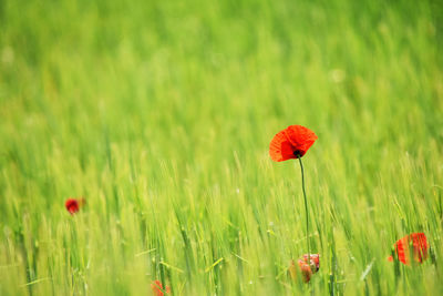 Close-up of red poppy flower on field