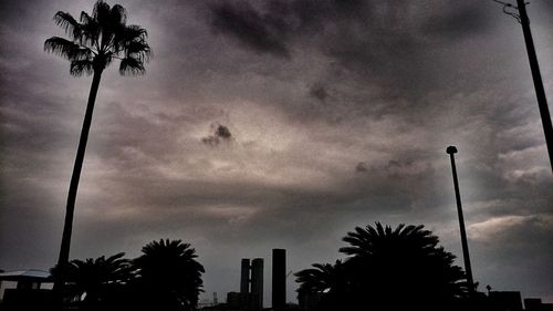 Low angle view of palm trees against cloudy sky