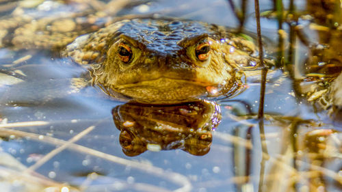 Close-up of frog swimming in lake