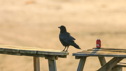 Bird perching on railing